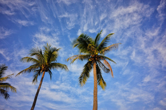 Palm with blue sky and clound