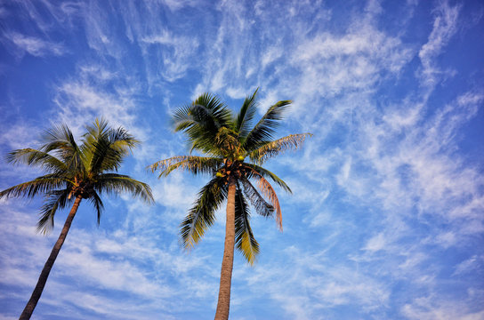 Palm with blue sky and clound