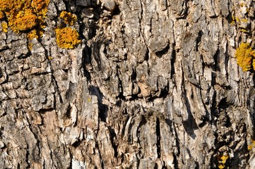 Fondo de tronco de olivo