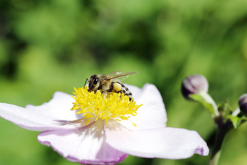 Honeybee on a flower