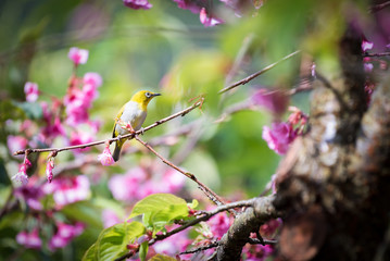 Cute bird Mountain Bulbul and Sakura pink flower, Bird on Sakura tree.