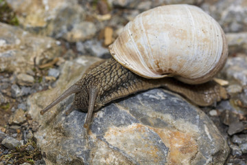 Snail crawling on rocks