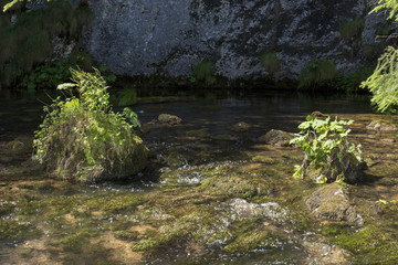 Izbucul Tauzului, karst spring in Apuseni mountains, Romania 