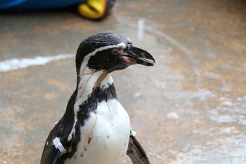 Fototapeta premium The profile of a penguin