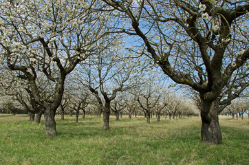 Fototapeta premium Kirschblüte im April