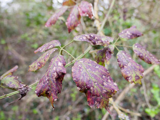 Purple Dead Leaves with Disease and Spots