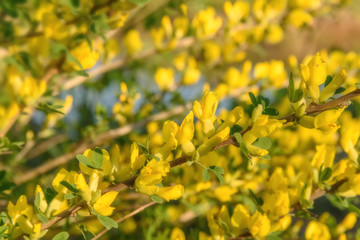 yellow flowers acacia branch background