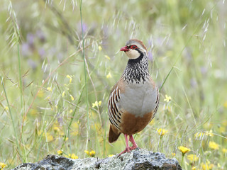 Red-legged partridge (Alectoris rufa)