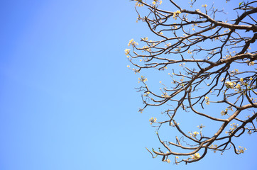 Plumeria on blue sky
