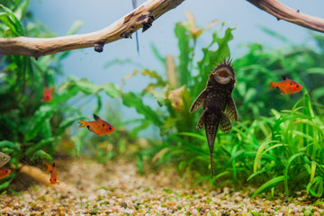 Aquarium Fish Bushymouth catfish (Ancistrus dolichopterus)