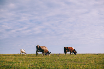 Cows Grazing On A Green Field