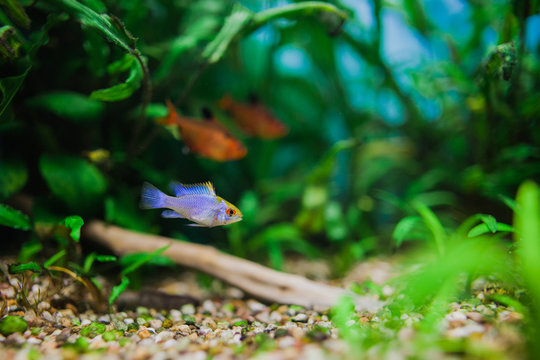 Papiliochromis ramirezi "Neon Blue"\"Electric blue" called Butterfly fish in a nature aquarium in Amano style