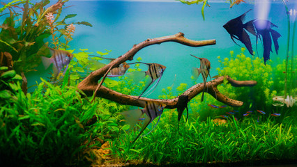 natural aquarium with fish © dsheremeta