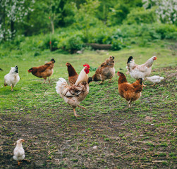 chickens in country yard