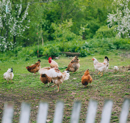 chickens in country yard