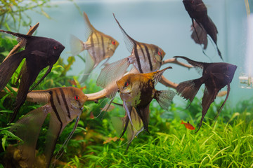 natural aquarium with fish