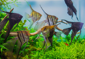 Angelfish Pterophyllum scalare in aquarium