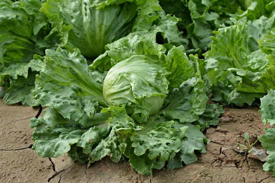 Lechuga lista para coger