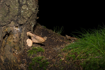 Brown mushrooms in different shapes and sizes