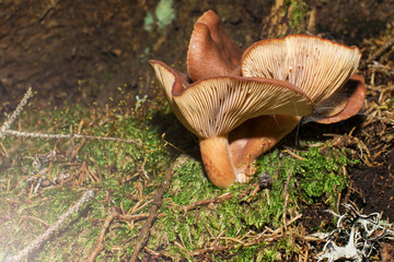 Brown mushrooms in different shapes and sizes
