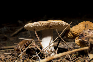 Brown mushrooms in different shapes and sizes