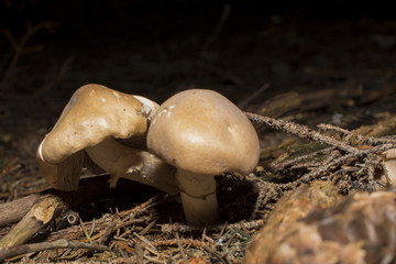 Brown mushrooms in different shapes and sizes