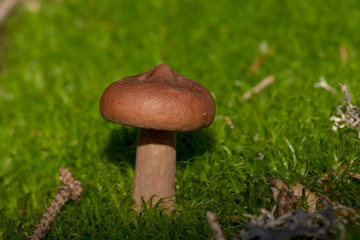 Brown mushrooms in different shapes and sizes