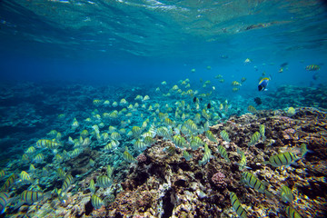 Fototapeta na wymiar School of striped yellow fishes over sunlit coral reef in lagoon of Indian ocean, Seychelles