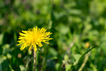 Close up of blooming yellow dandelion flowers (Taraxacum officinale) in garden on spring time.