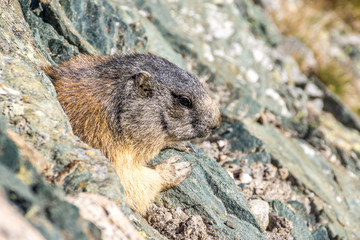 Ein Murmeltier lugt aus seinem Versteck hervor und beobachtet die Umgebung