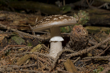 Brown mushrooms in different shapes and sizes