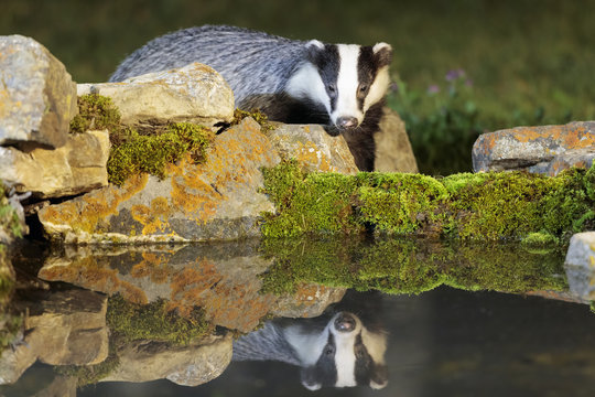 Badger 014