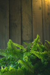 Green fern vase on a wooden background.