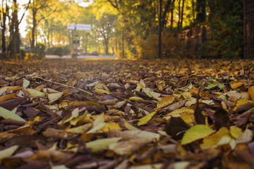Fall in her splendor in a park from Romania
