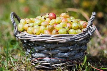 Goosberry in basket
