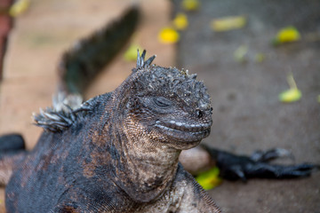 Iguana marina de galápagos