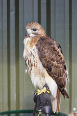 Red tailed Hawk