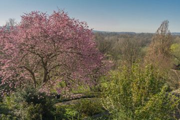 Frühlingslandschaft mit blühendem Kirschbaum und Blick in die Karlsaue in Kassel, Deutschland