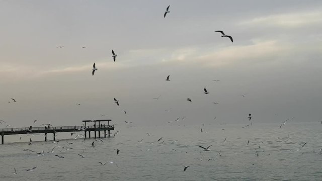 Noisy Seagulls Fly Next To A Fishing Pier
