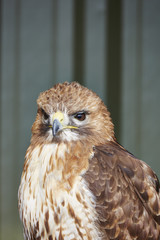 Red tailed Hawk