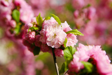 Blooming Japanese plum (Prunus mume)