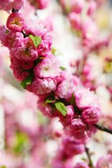 Blooming Japanese plum (Prunus mume)