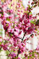 Blooming Japanese plum (Prunus mume)