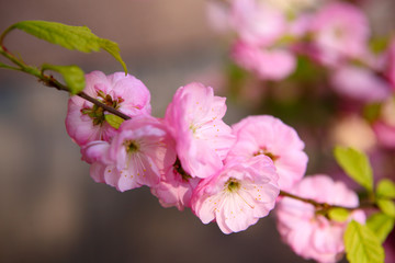 Blooming Japanese plum (Prunus mume)