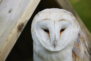 Barn Owl