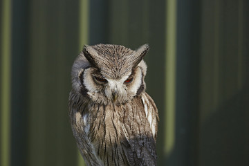 White faced Scops owl