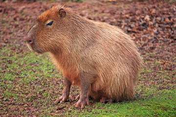 Capybara