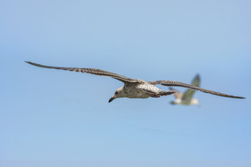 Fototapeta na wymiar Seagull flying over Black Sea