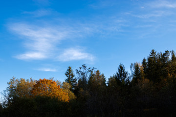 Autumn tree line with blue sky