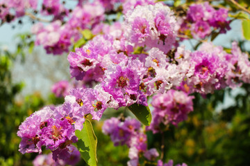 Obraz premium Pride of India flower